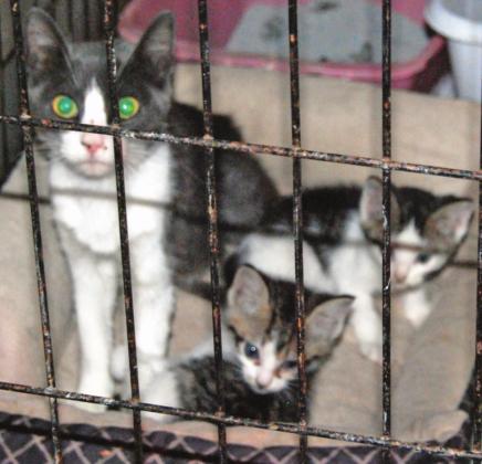 150+ Furry Friends in Need