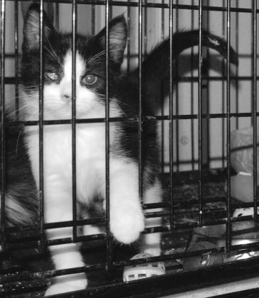 A kitten reaches out in curiosity behind crate bars. Paul Gaudette | Citizen staff photo