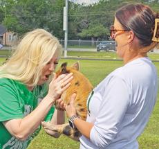 Dublin Volunteer firefighters brought in a truck and equipment to help Dublin Elementary and Intermediate students cool down during field days sponsored by Dublin PTO May 8 and 9. Kids also got to see school Principal Amanda Lisso kiss a pig (inset, below) and mascots race down the track. Wyndi Veigel-Gaudette | Citizen staff photos