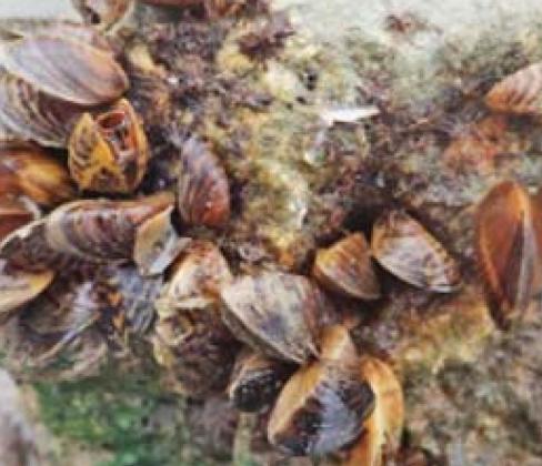 The Texas Parks and Wildlife Department advise boaters to “clean, drain and dry” their boats between visiting lakes to stop the spread of invasive species such as zebra mussels (above). TPWD | submitted photo