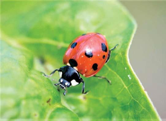 Native ladybird ladybird beetles, or ladybugs, should not be a concern for residents, but they, and their invasive doppleganger – the Asian lady beetle – can be a nuisance when they invade or swarm in homes. Laura McKenzie | Texas AgriLife photo