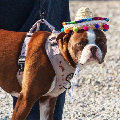 The Erath County Humane Society