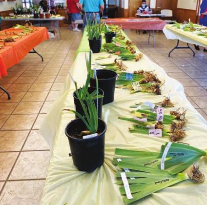 Lone Star Iris Society hosts annual plant show