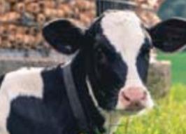 Moo-ve over! Dairy Month is in town