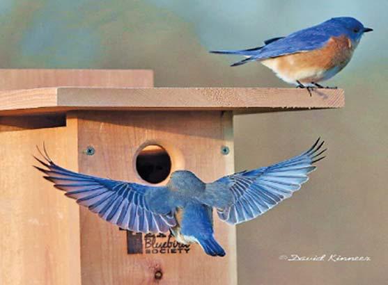Bluebird presentation set for Dublin Library