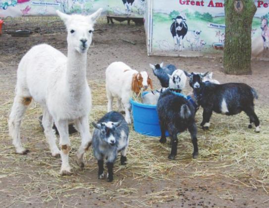Fresh business grows in pandemic woes