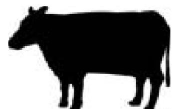 Cattle