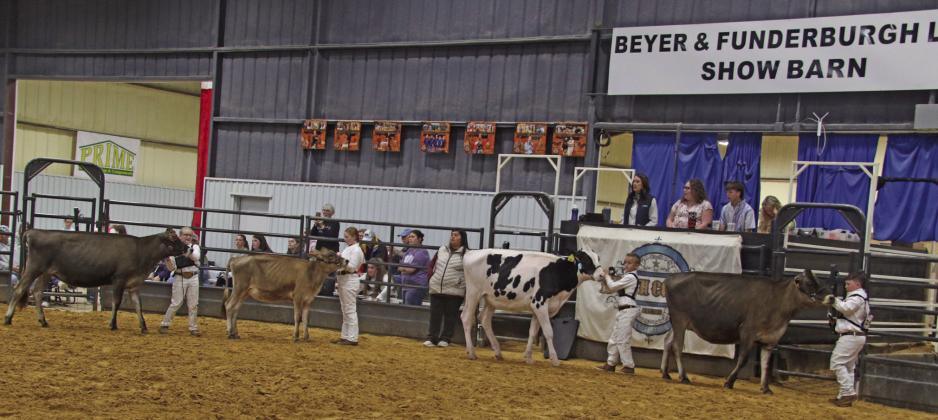 Exhibitors lead a wide range of dairy cows into the ring at the stock show. Paul Gaudette | Citizen staff photo