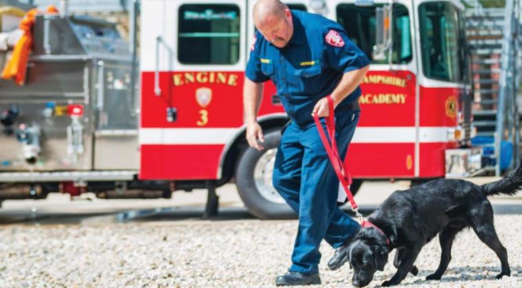 Furry friend against arson