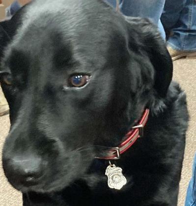 Sheldon (above), stands poised on a chair at last month’s Dublin City Council meeting, showing off the badge on his collar. The goldador acts as an arson investigator for several counties including Erath. He is paired with Dublin EMS director John Tadlock (seen in fire training with Sheldon at top in submitted photo) in his role as Saginaw Fire Department Battalion Chief/fire investigator. Paul Gaudette | Citizen staff photo
