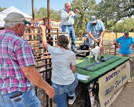 Miller Show Goats held its annual show goat auction Saturday in Dublin. Terry and Patti Miller and their family auctioned off 41 goats to buyers from several states. Mac McKinnon | submitted photo