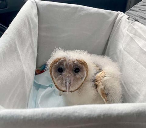 A 6-week-old barn owl has found new pals at the Heart of Texas Nature Center as the captive-bred owl is being raised. Want to cast a vote for her name? Visit the Heart of Texas Nature Center Facebook page. Archimedes is currrently in the lead. Courtesy photo
