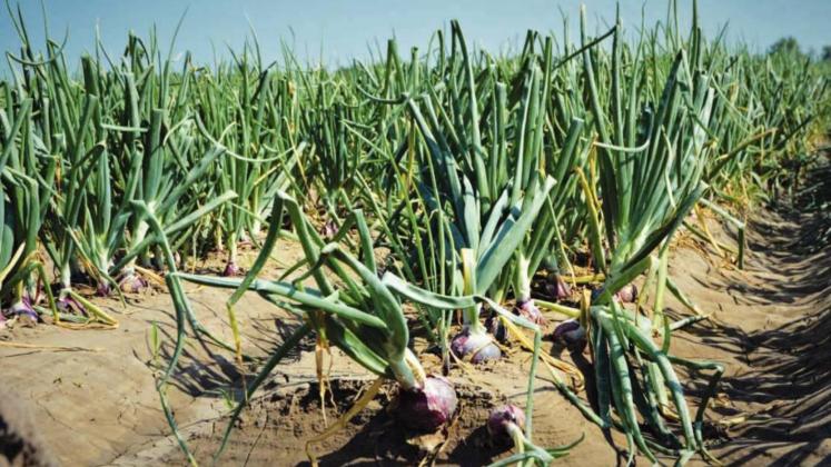 Plantings of cool-season crops like this field of Rio Grande Valley onions nearing harvest during a previous growing season peak through October. | Submitted photo