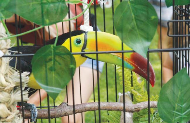 Scaling friendship with feathered, furred friends