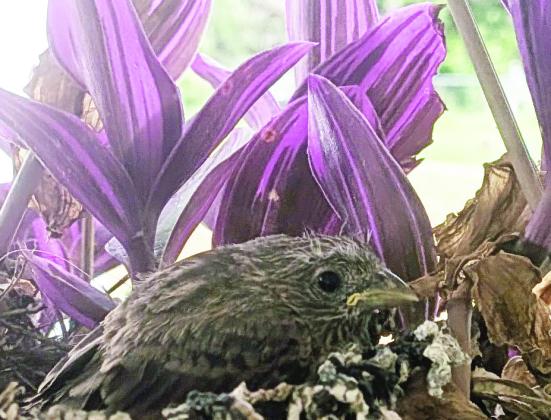 A baby bird takes one last look at its nosy neighbor before leaving its nest in a hanging plant and joining its family. Paul Gaudette | Citizen staff photo