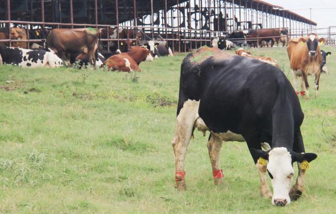 Family dairy grows organically