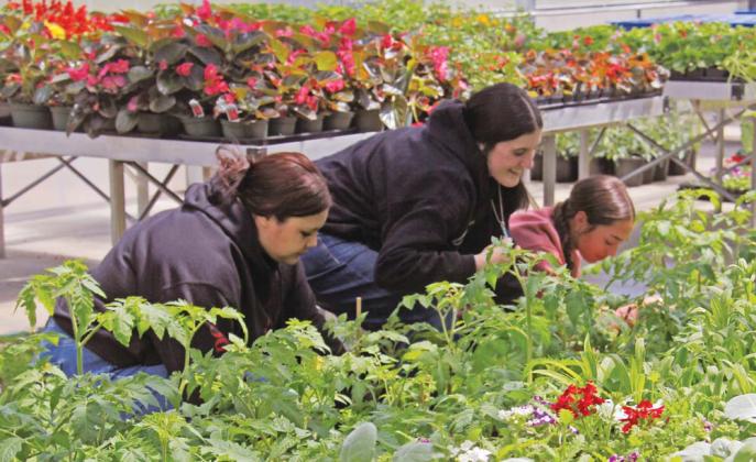 Students are hard at work preparing for this weekend’s Dublin FFA Greenhouse Spring Plant Sale. The new greenhouse is boosting tons of beautiful flowers and veggie plants ready to find their perfect homes in Dublin and in the nearby area. Several varieties have already been tested in local flower beds and are doing well! Wyndi Veigel-Gaudette | Citizen staff photo