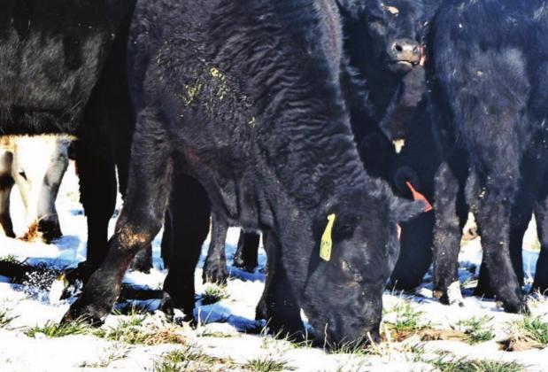 Shelter, water and forage are all important considerations for cattle during Texas winters.. Kay Ledbetter | Texas AgriLife photo