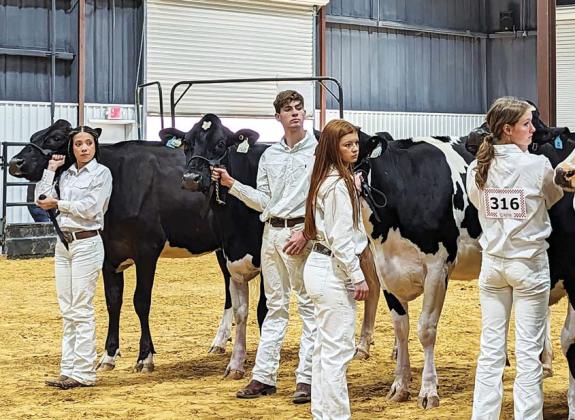 Local youth (below) wait for the judge’s decision during the Dairy Show which began the 2024 Erath County Jr. Livestock Show Monday. Above, parents and kids get heifers prepped for the ring. See next week’s edition for full results and photos. Paul Gaudette | Citizen staff photo
