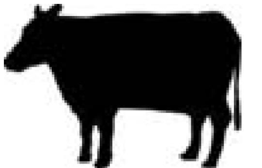 Cattle