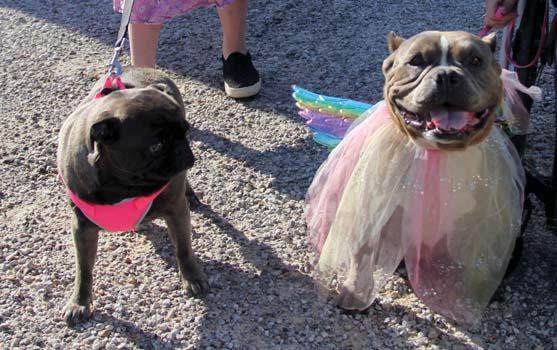 Run fur the fiesta
