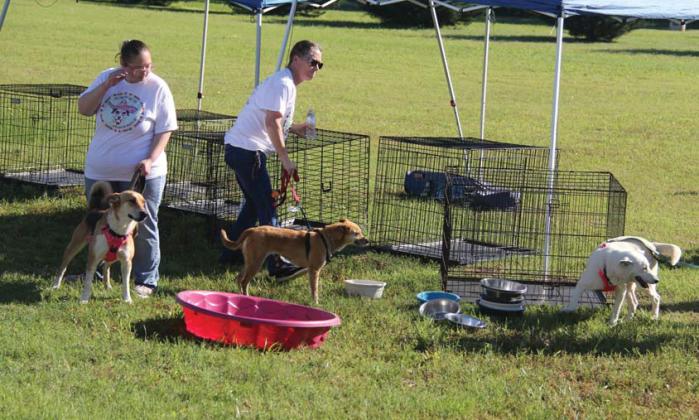Pet adoptions were available at the Cinco De Mayo event allowing animals to find their forever homes while running alongside some new friends. Paul Gaudette | Citizen staff photo