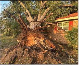 Winds took out numerous trees at the Harrell residence after severe weather Tuesday, Sept. 19. Jaden Harrell | Courtesy photo