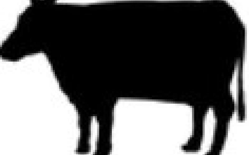 Cattle