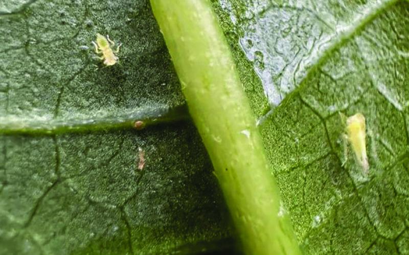 AgriLife shares insect guidance for green industry