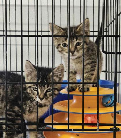Kittens are quite at home in their new digs at the Erath County Humane Society. Courtesy photo