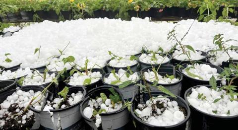 Country Flower and Plant Farm suffered a lot of damage from the onslaught of large hail falling from a storm last week. Courtesy Country Flower and Plant Farm