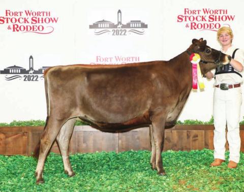 Dublin FFA member Cooper Rudd took reserve champion heifer in the Jersey classification at the 2022 Fort Worth Stock Show &amp; Rodeo with Gypsy Hill Kid Rock Pineapple E. | Citizen staff photo