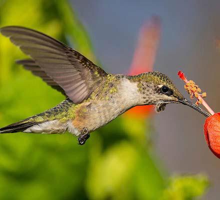 How to feed hummingbirds in Texas
