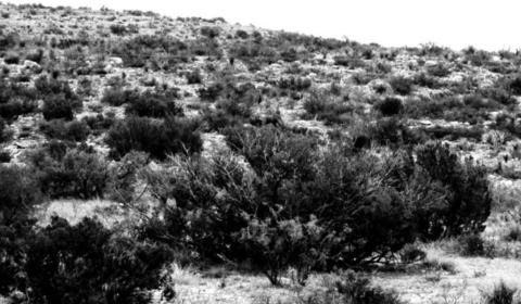 Range, brush program set for Brownwood
