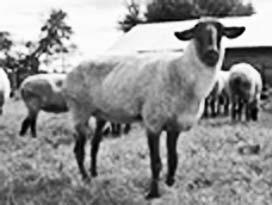 Cattle