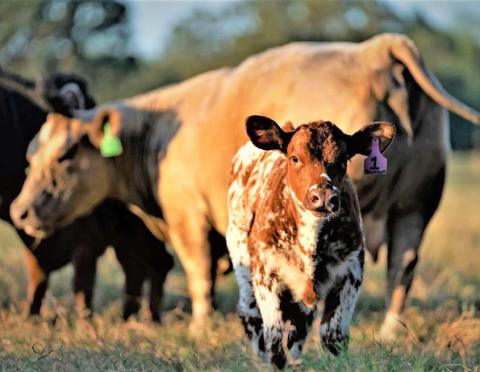 The Central Texas Cow-Calf Clinic is Jan. 12 in Cameron. Laura Muntean | Texas AgriLife photo