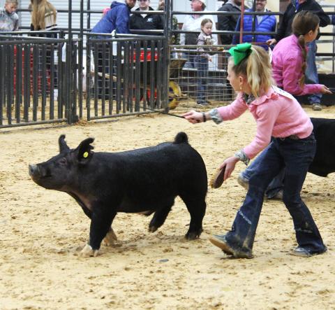Swine show 1