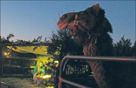 A camel