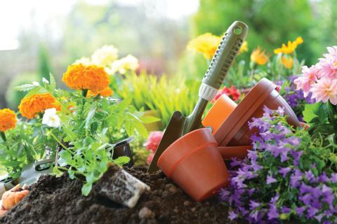 Pretty plants