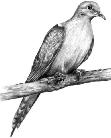 Dove hunters urged to watch out for abandoned wells