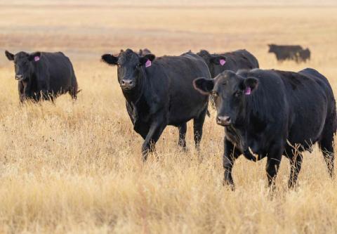 Time to check livestock’s trace minerals