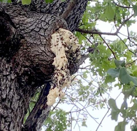 Bees are stuck to the sealant used to seal off a hole in a tree trunk after Debbie Noel was mowing nearby and bees swarmed her. She encourages people to check their trees, wear protective clothing and carry their cell phone outside. Courtesy photo