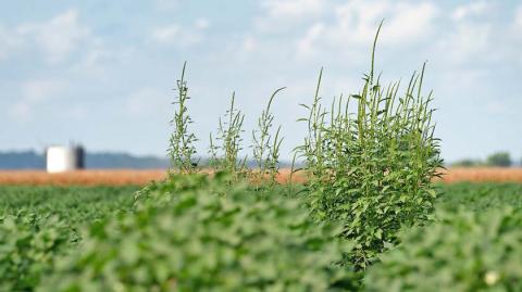 An abundance of moisture in some areas has left producers fighting weeds that have outgrown the crop canopy. Laura McKenzie | Texas AgriLife photo