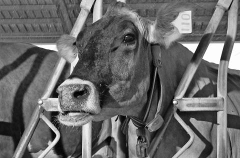 Tarleton Dairy Center gets grants to help producers