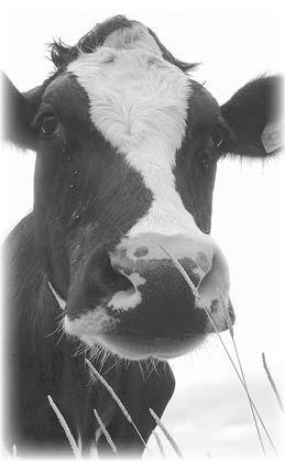 Cattle