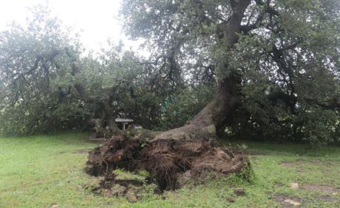 A Live Oak Tree falls over after many inches of rainfall soaks the ground at City Park in Dublin over the July 4th weekend. Wyndi Veigel-Gaudette | Citizen staff photo