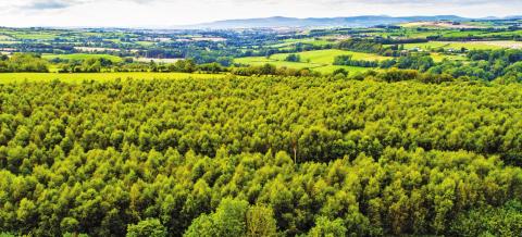 In honor of St. Patrick’s Day, Celtic Titles is gifting every Dublin resident with a plot of land in Slievekirk Wood in Ireland. The ownership allows each resident to claim the title of Lord or Lady of Ardmore. | submitted photo