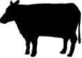 Cattle