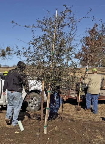 Wolfe Nursery Direct and Texas Sage Nursery donated native trees to be planted at Dublin City Park along its walking path. This is a step in the plan created by Citizen’s Institutes on Rural Design (CIRD) for Dublin Park in 2024. Through a grant to the Dublin Library, the goal is to “Create Connection &amp; Economic Opportunity through Park Spaces.” Cory James and his department installed the trees and will continue their care until established. Peggy Tolboom | Submitted photo