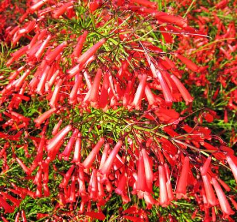 Firecracker joins Texas Superstar plant family